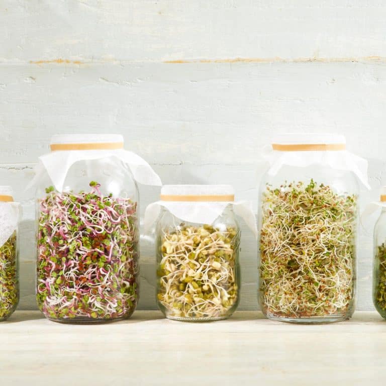 Sprouts: The Good, the Bad, and the Healthy